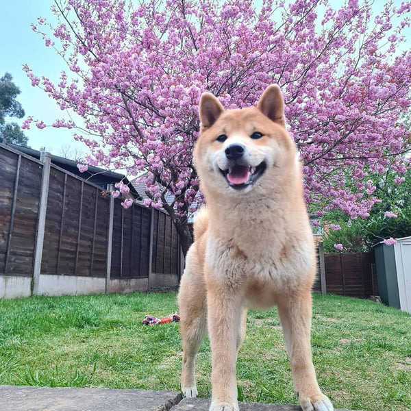 Shiba and Sakura