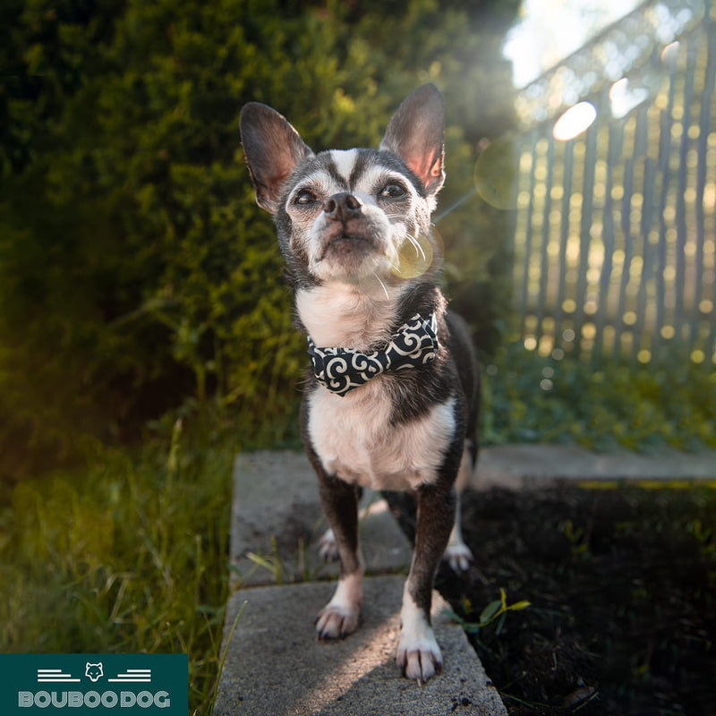 Wavy Bowtie and Collar