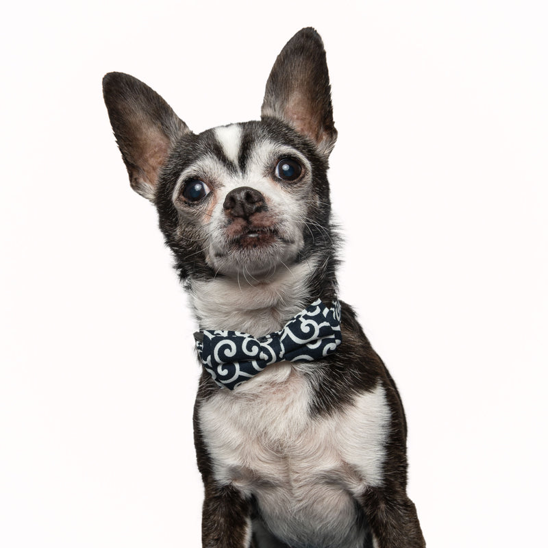 Wavy Bowtie and Collar