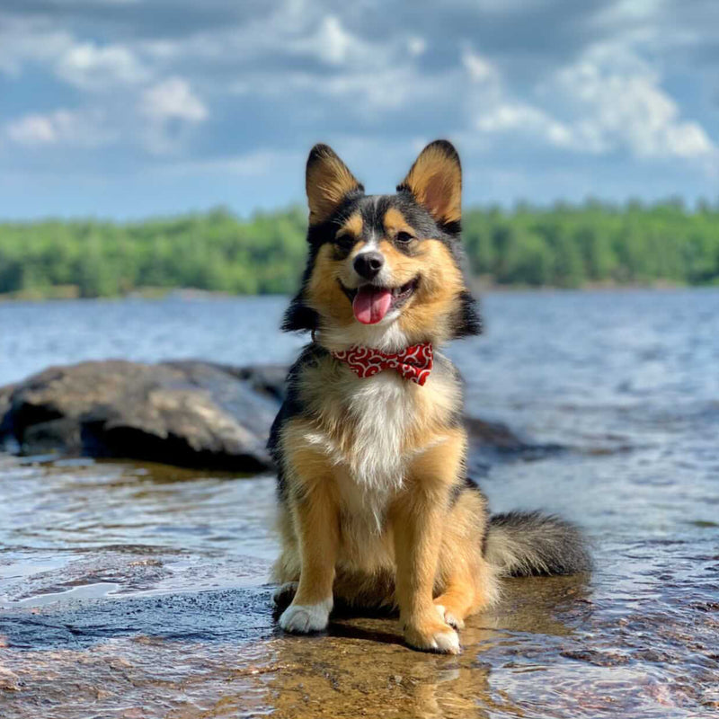 Wavy Bowtie and Collar