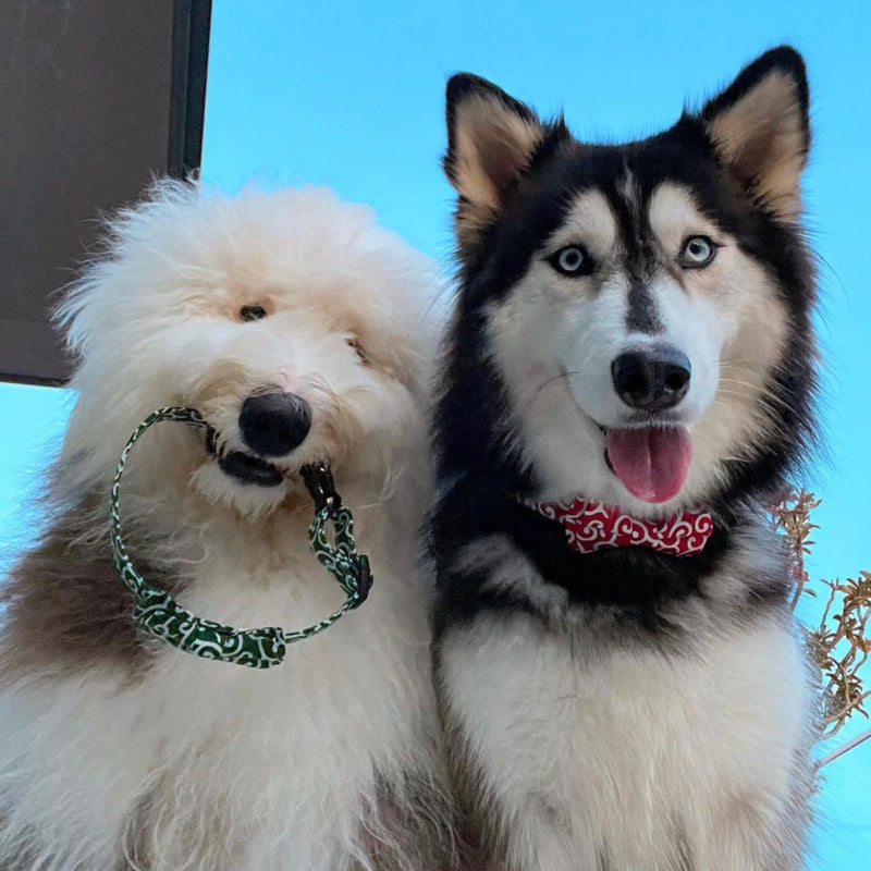 Wavy Bowtie and Collar