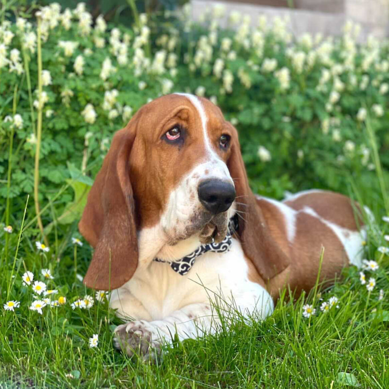 Wavy Bowtie and Collar