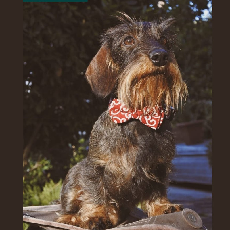 Wavy Bowtie and Collar