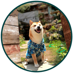 Bouboo Kimono Pet Clothes