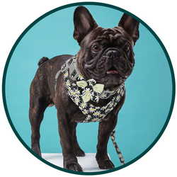 Floral Collar, Leash, and Harness Set