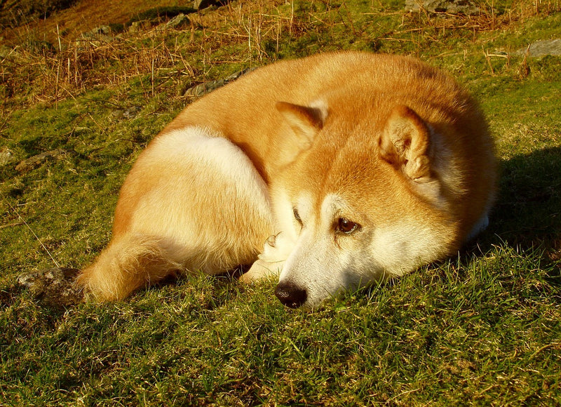 Shiba Bambino!