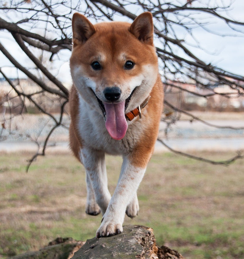 Shiba Bambino!