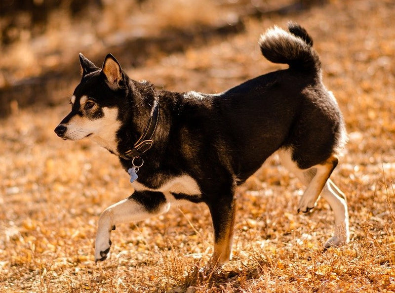 Shiba Bambino!