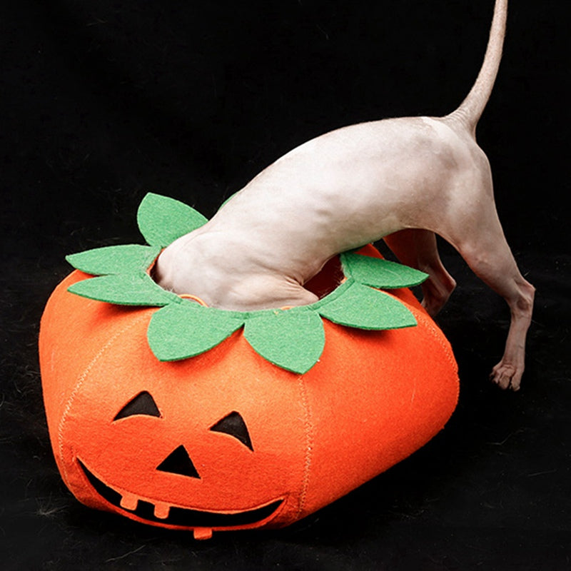 Fancy Dress : Pumpkin