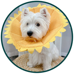 Fancy Dress : Sunflower Head