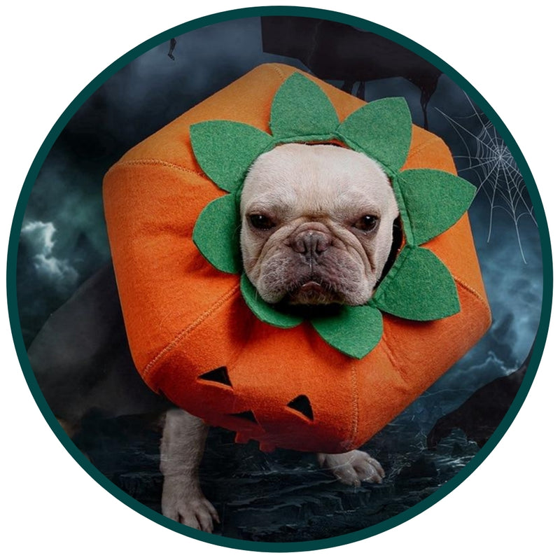 Fancy Dress : Pumpkin